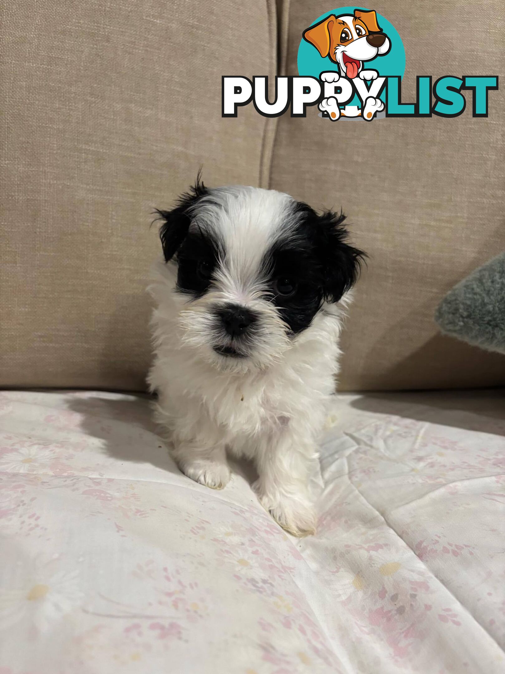 7 GORGEOUS MALTESE X SHIHTZU PUPPIES