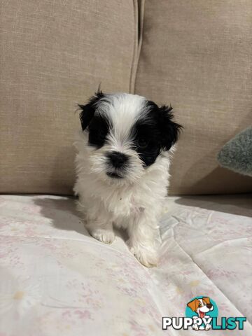 7 GORGEOUS MALTESE X SHIHTZU PUPPIES