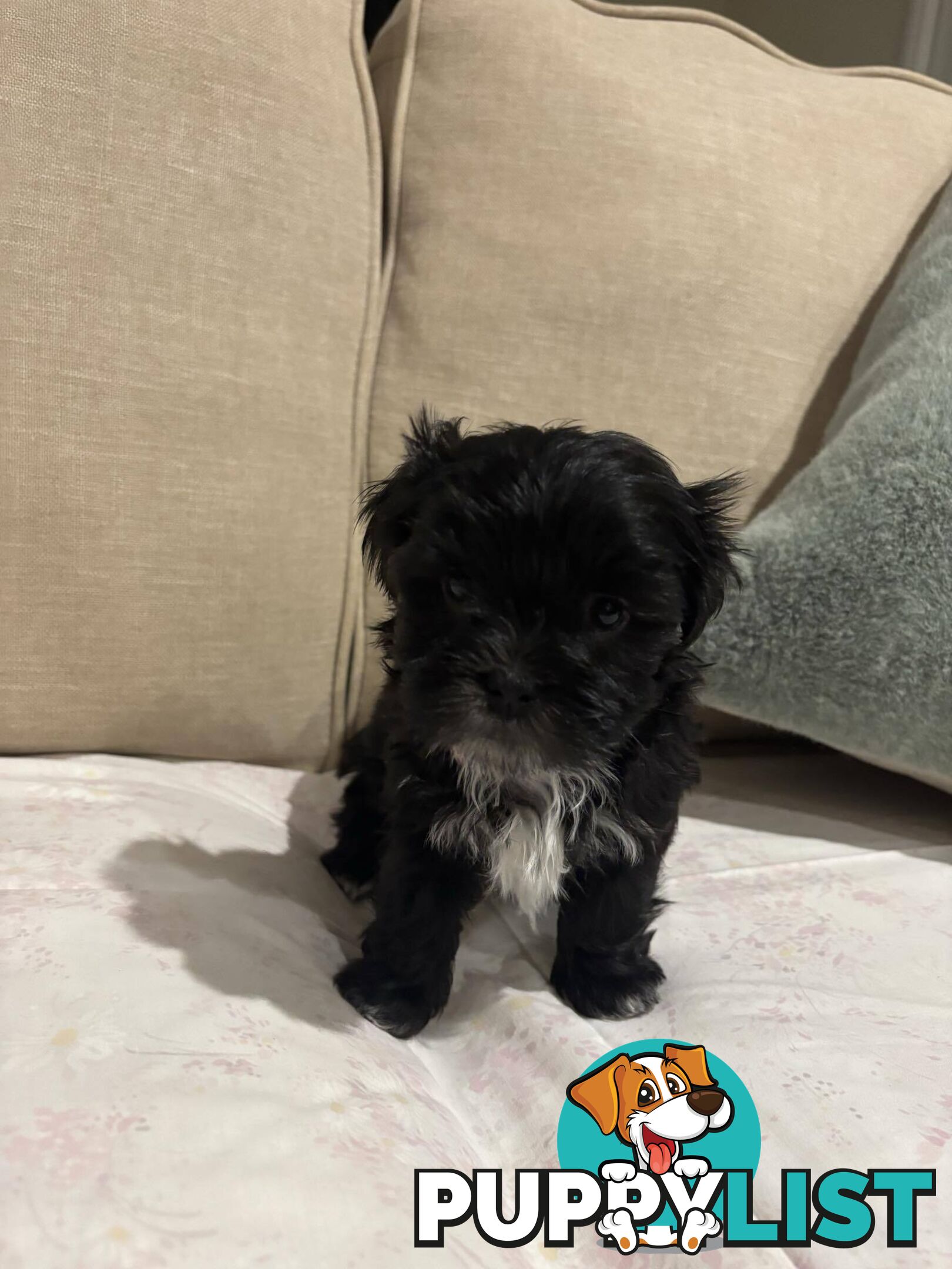 7 GORGEOUS MALTESE X SHIHTZU PUPPIES