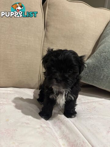 7 GORGEOUS MALTESE X SHIHTZU PUPPIES