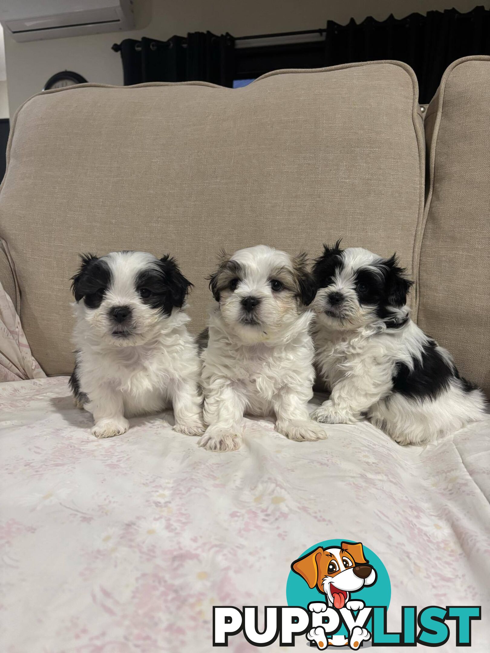 7 GORGEOUS MALTESE X SHIHTZU PUPPIES