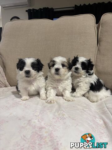 7 GORGEOUS MALTESE X SHIHTZU PUPPIES