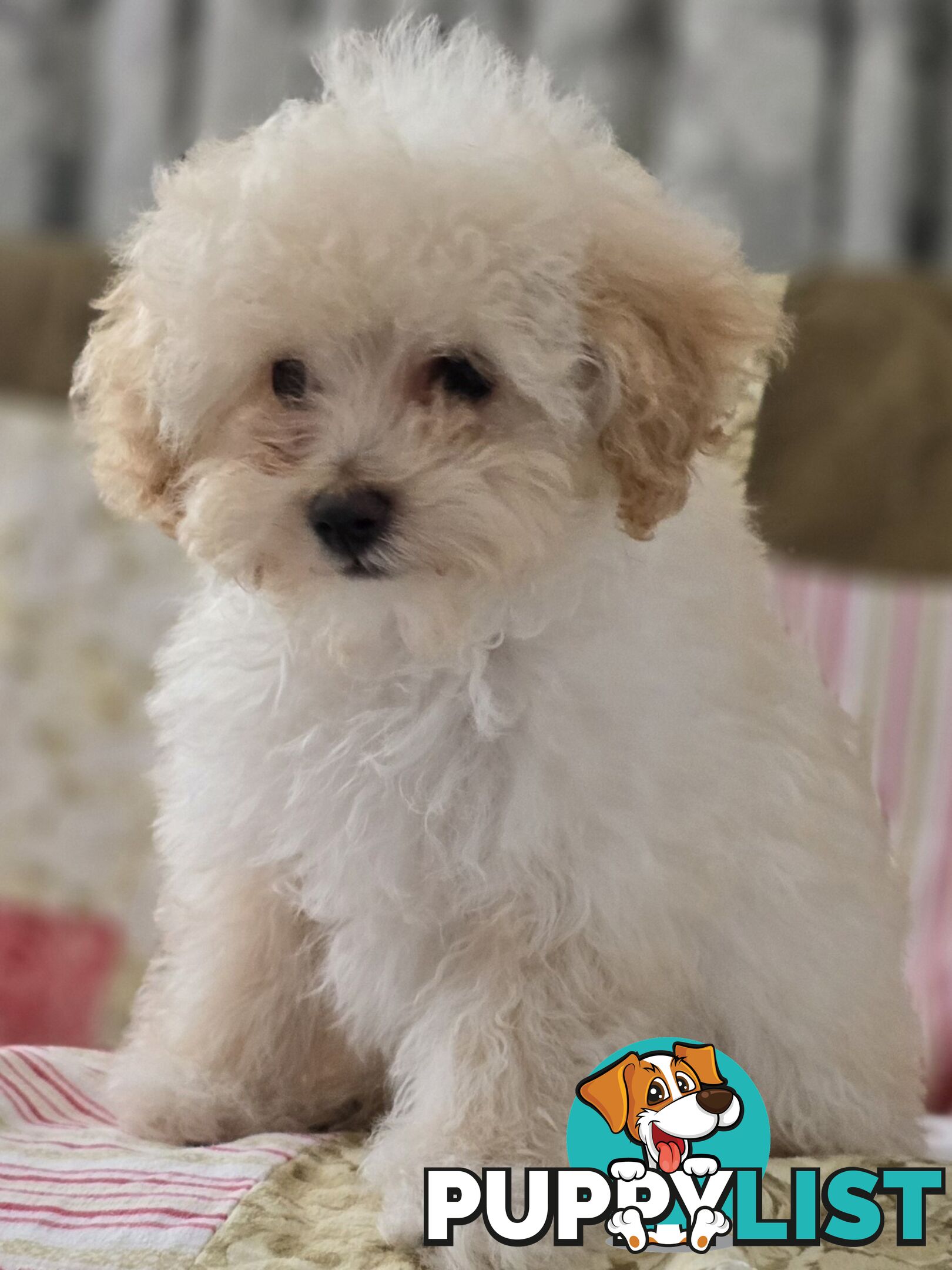 STUNNING MOODLE X TOY POODLE PUPPIES