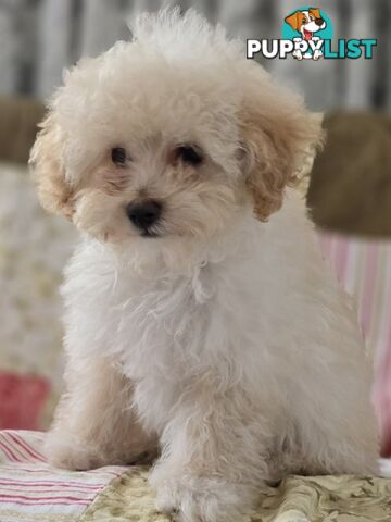 STUNNING MOODLE X TOY POODLE PUPPIES