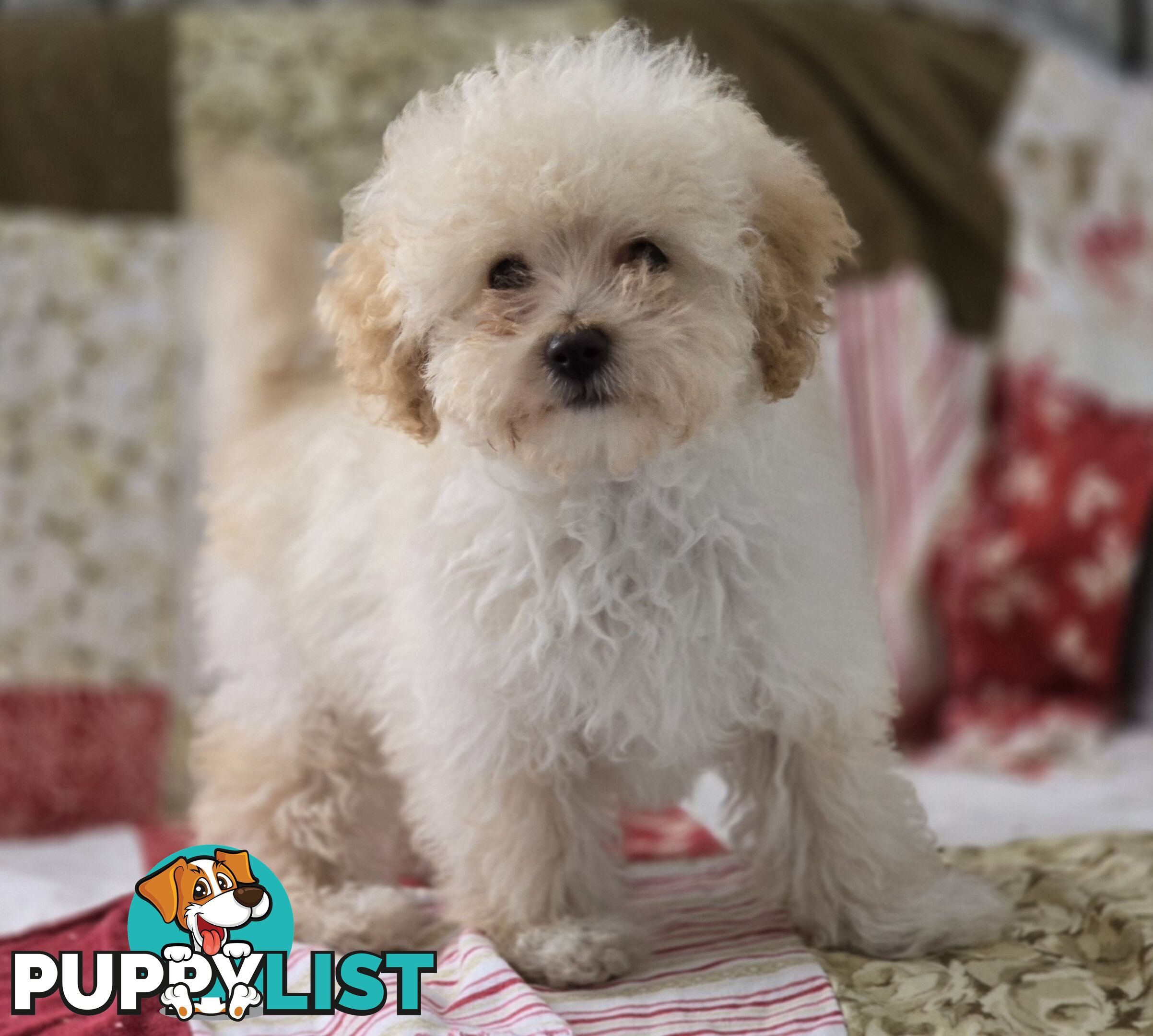 STUNNING MOODLE X TOY POODLE PUPPIES