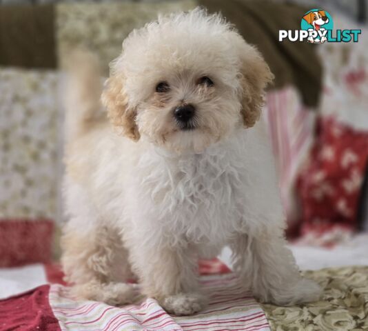 STUNNING MOODLE X TOY POODLE PUPPIES