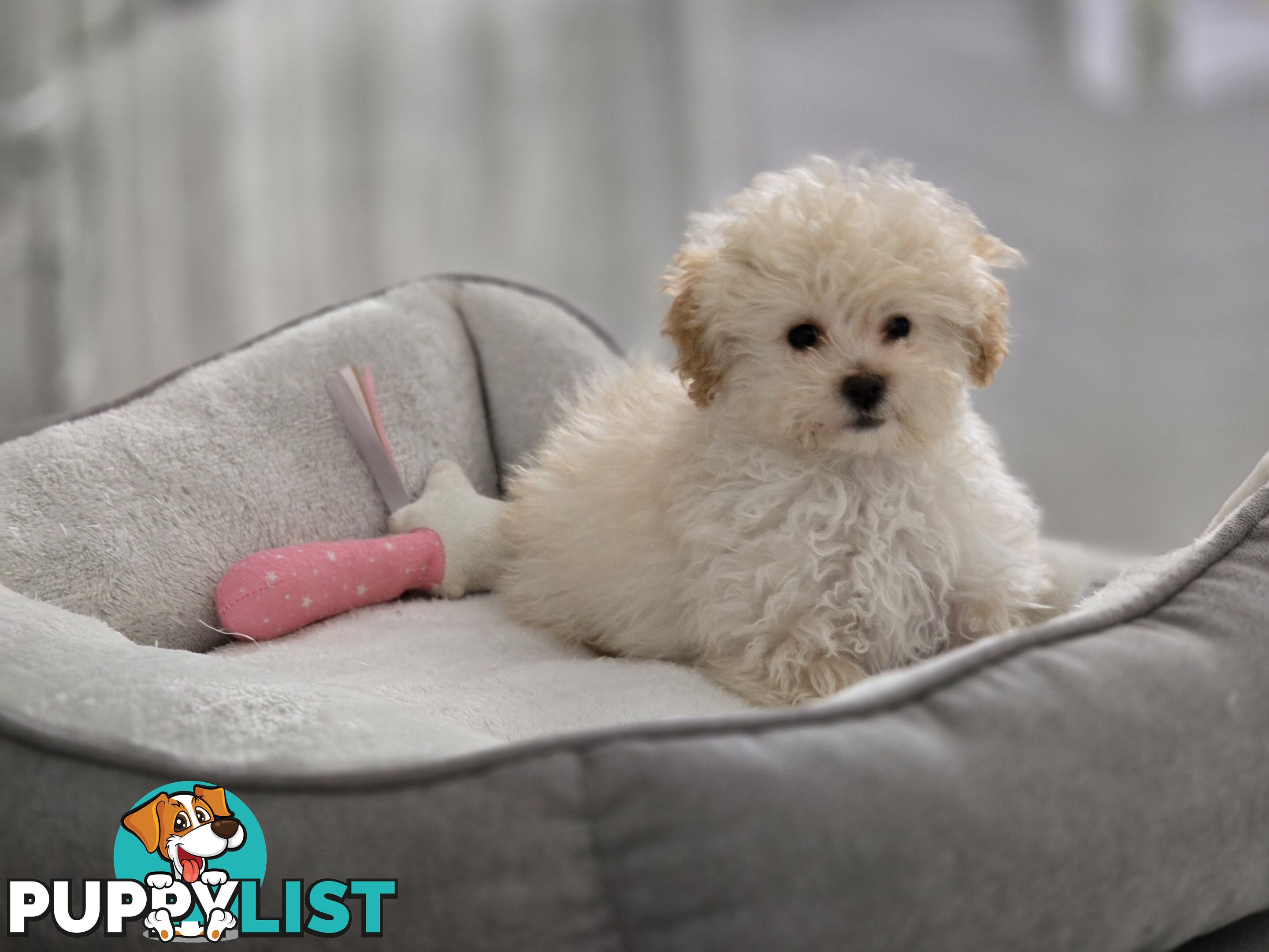 STUNNING MOODLE X TOY POODLE PUPPIES