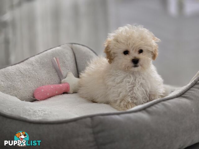 STUNNING MOODLE X TOY POODLE PUPPIES