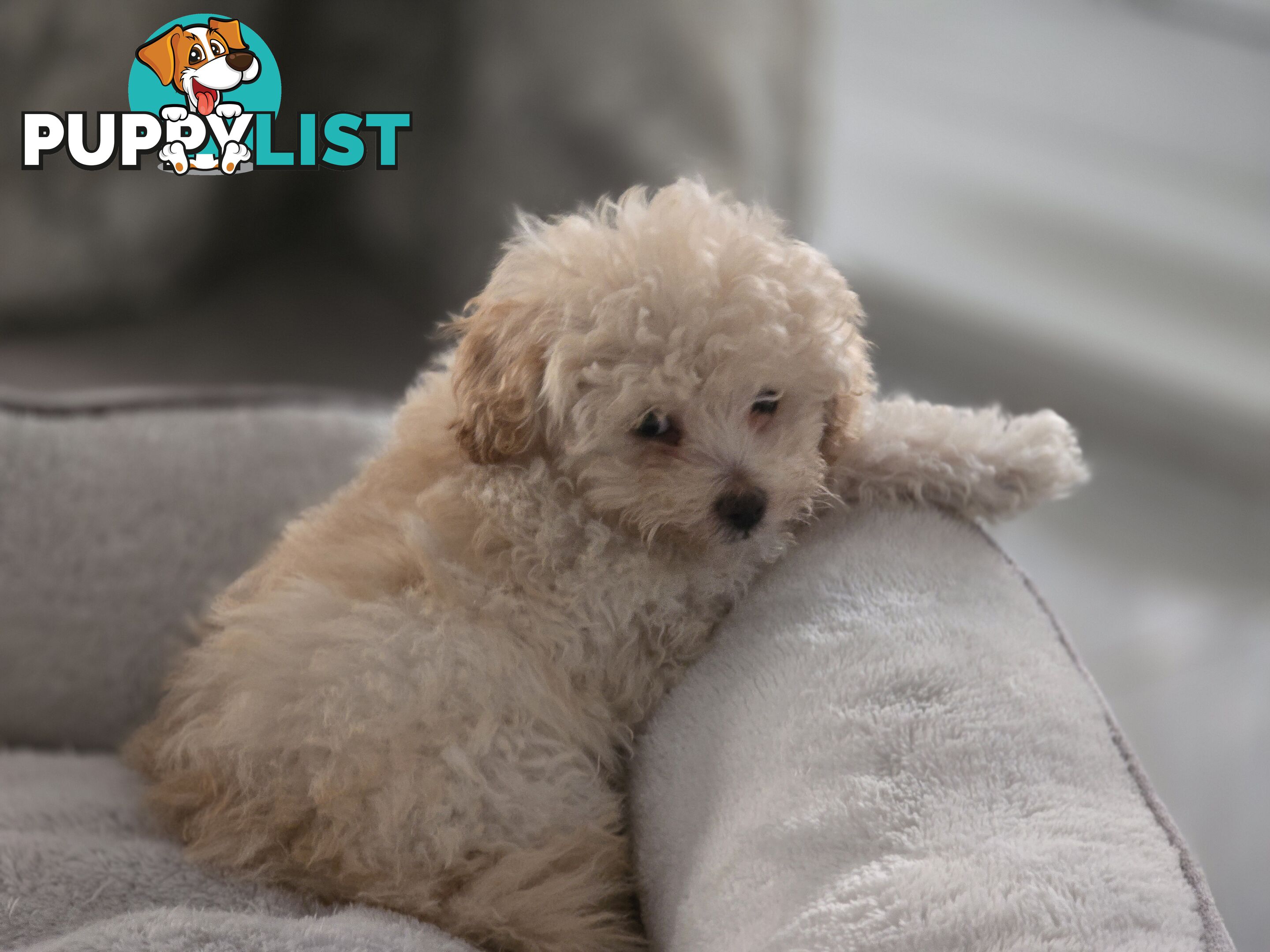 STUNNING MOODLE X TOY POODLE PUPPIES