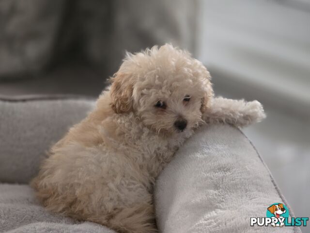 STUNNING MOODLE X TOY POODLE PUPPIES