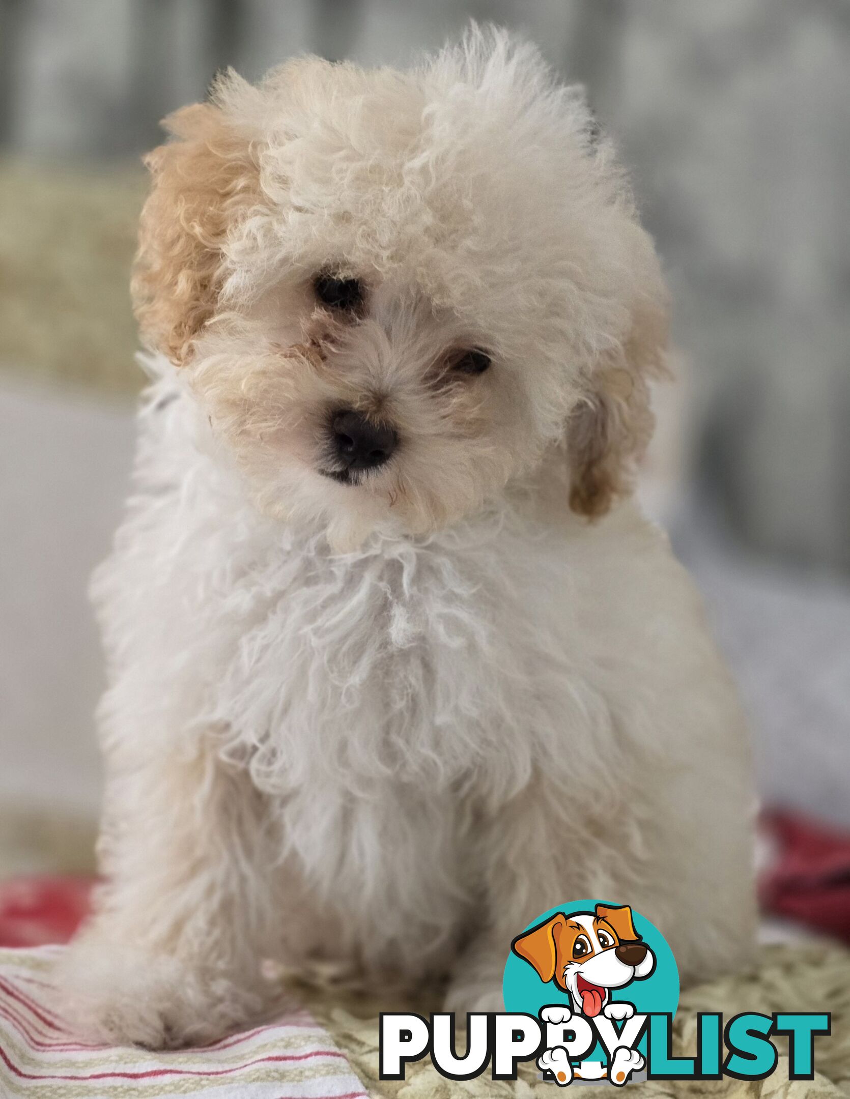 STUNNING MOODLE X TOY POODLE PUPPIES