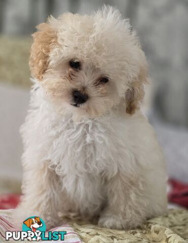 STUNNING MOODLE X TOY POODLE PUPPIES