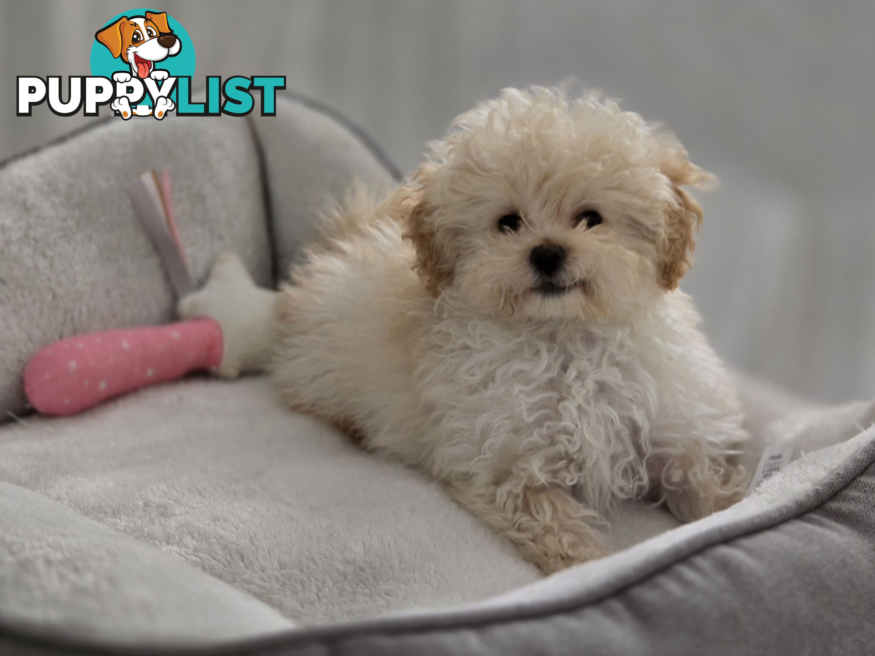 STUNNING MOODLE X TOY POODLE PUPPIES