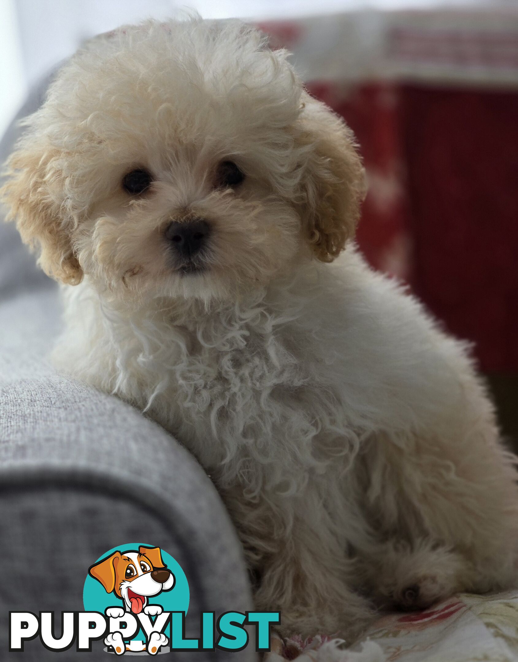 STUNNING MOODLE X TOY POODLE PUPPIES