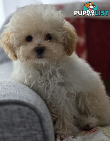 STUNNING MOODLE X TOY POODLE PUPPIES