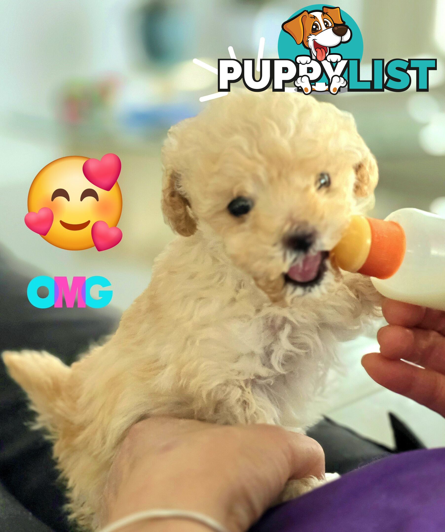 STUNNING MOODLE X TOY POODLE PUPPIES