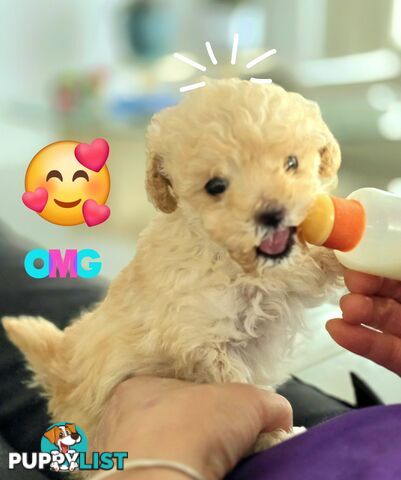 STUNNING MOODLE X TOY POODLE PUPPIES