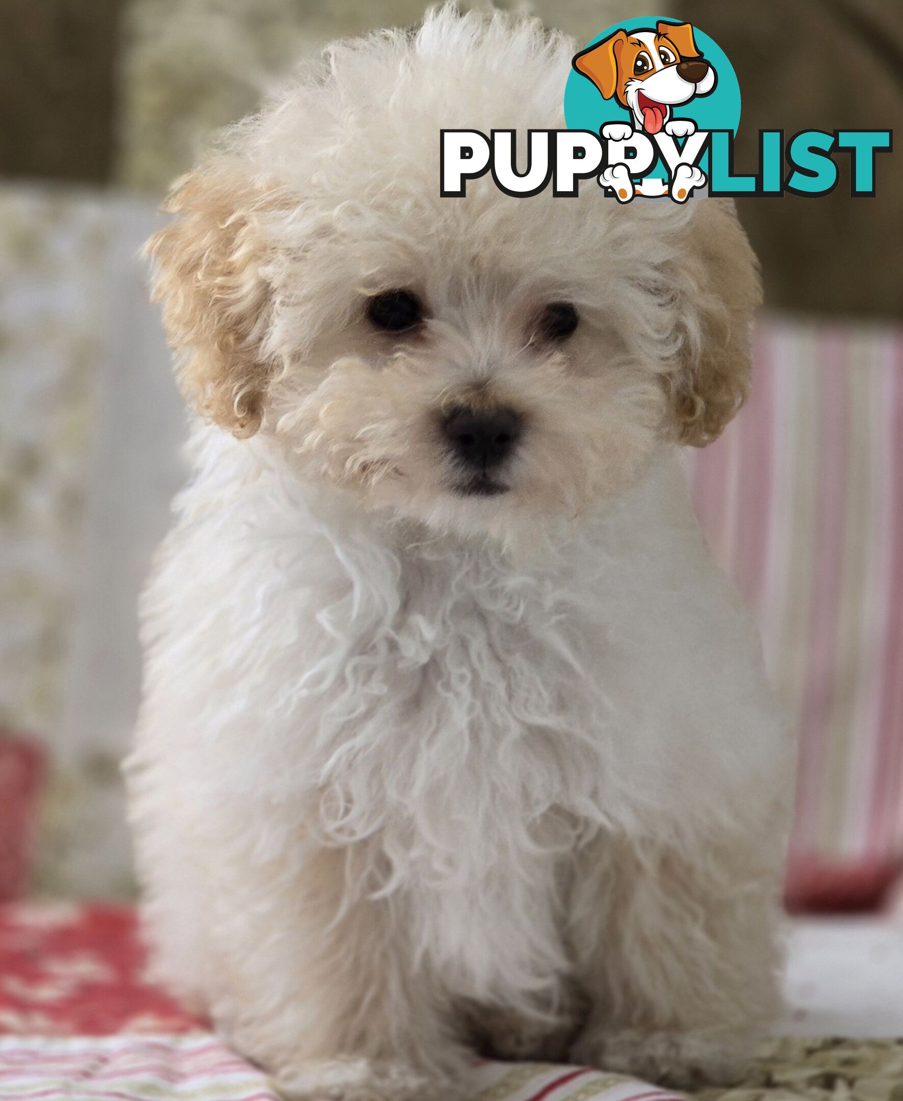 STUNNING MOODLE X TOY POODLE PUPPIES