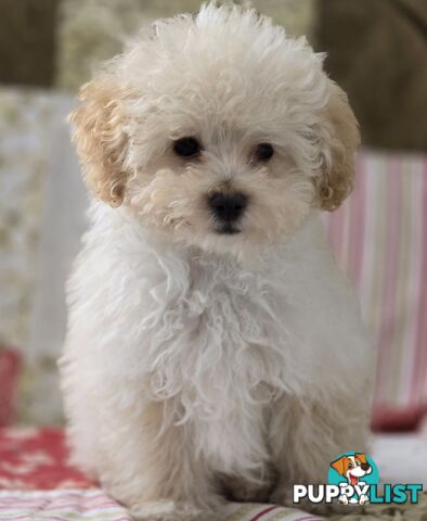 STUNNING MOODLE X TOY POODLE PUPPIES