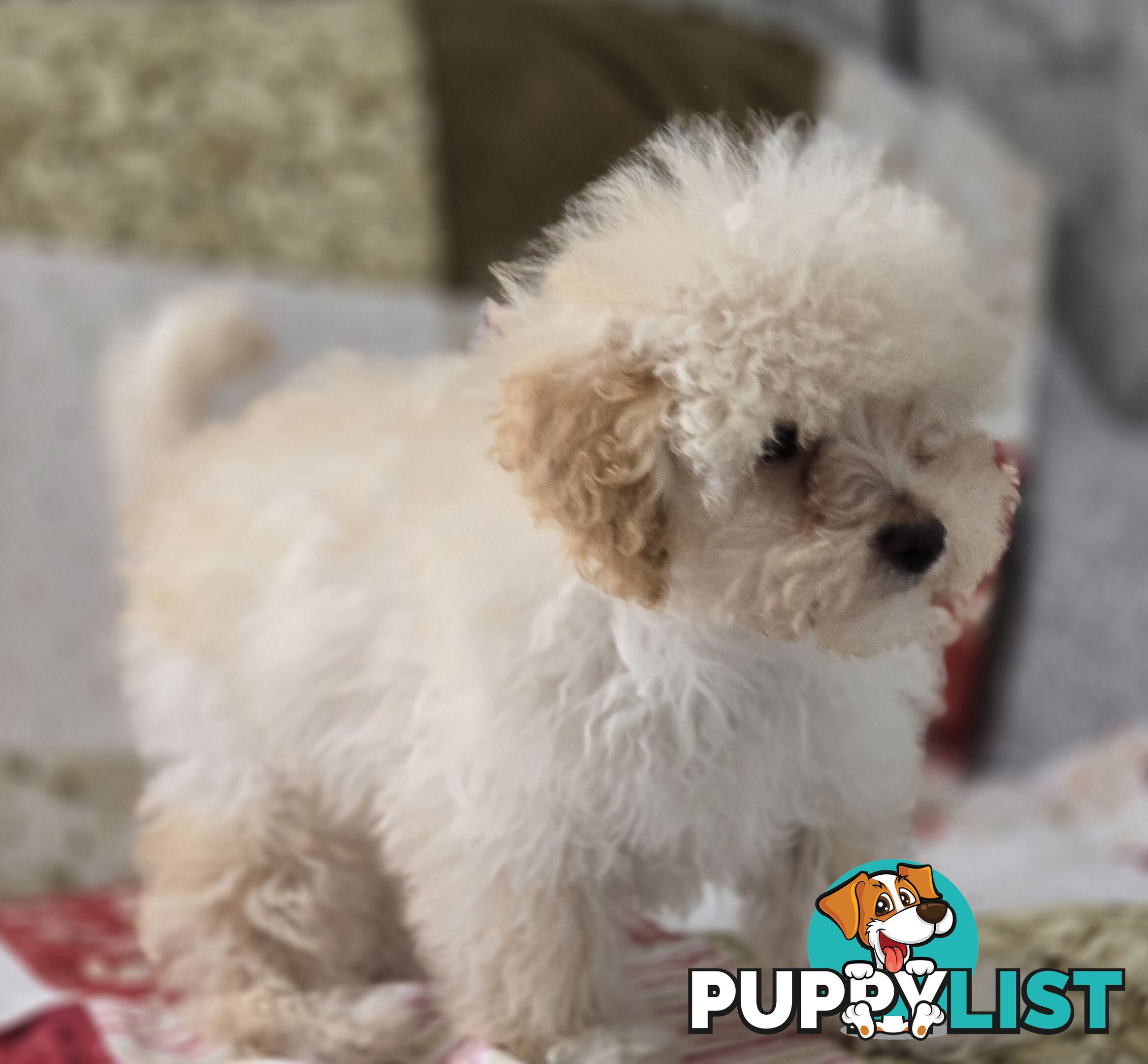 STUNNING MOODLE X TOY POODLE PUPPIES