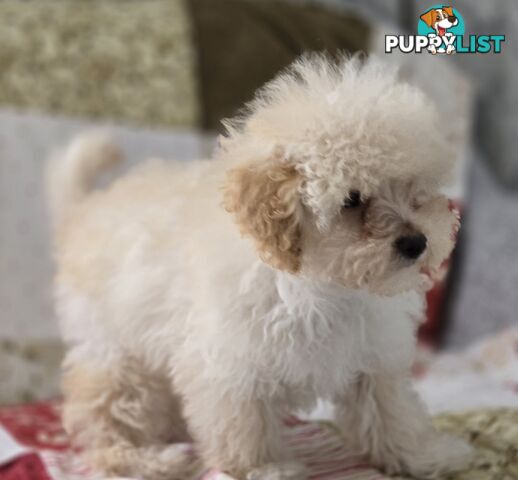 STUNNING MOODLE X TOY POODLE PUPPIES