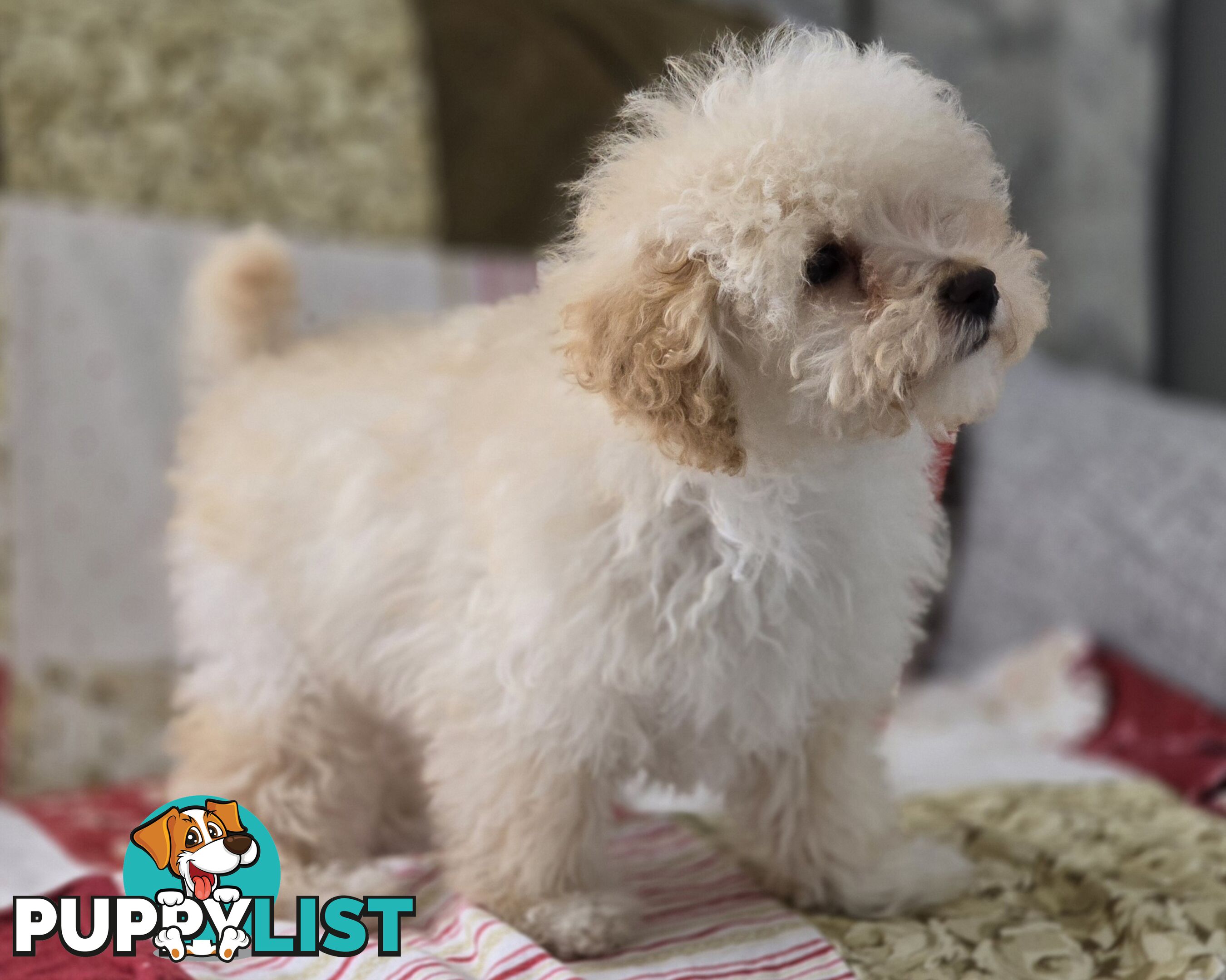 STUNNING MOODLE X TOY POODLE PUPPIES