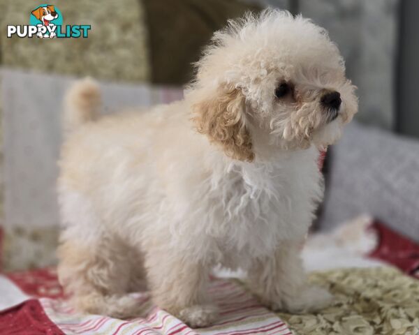 STUNNING MOODLE X TOY POODLE PUPPIES