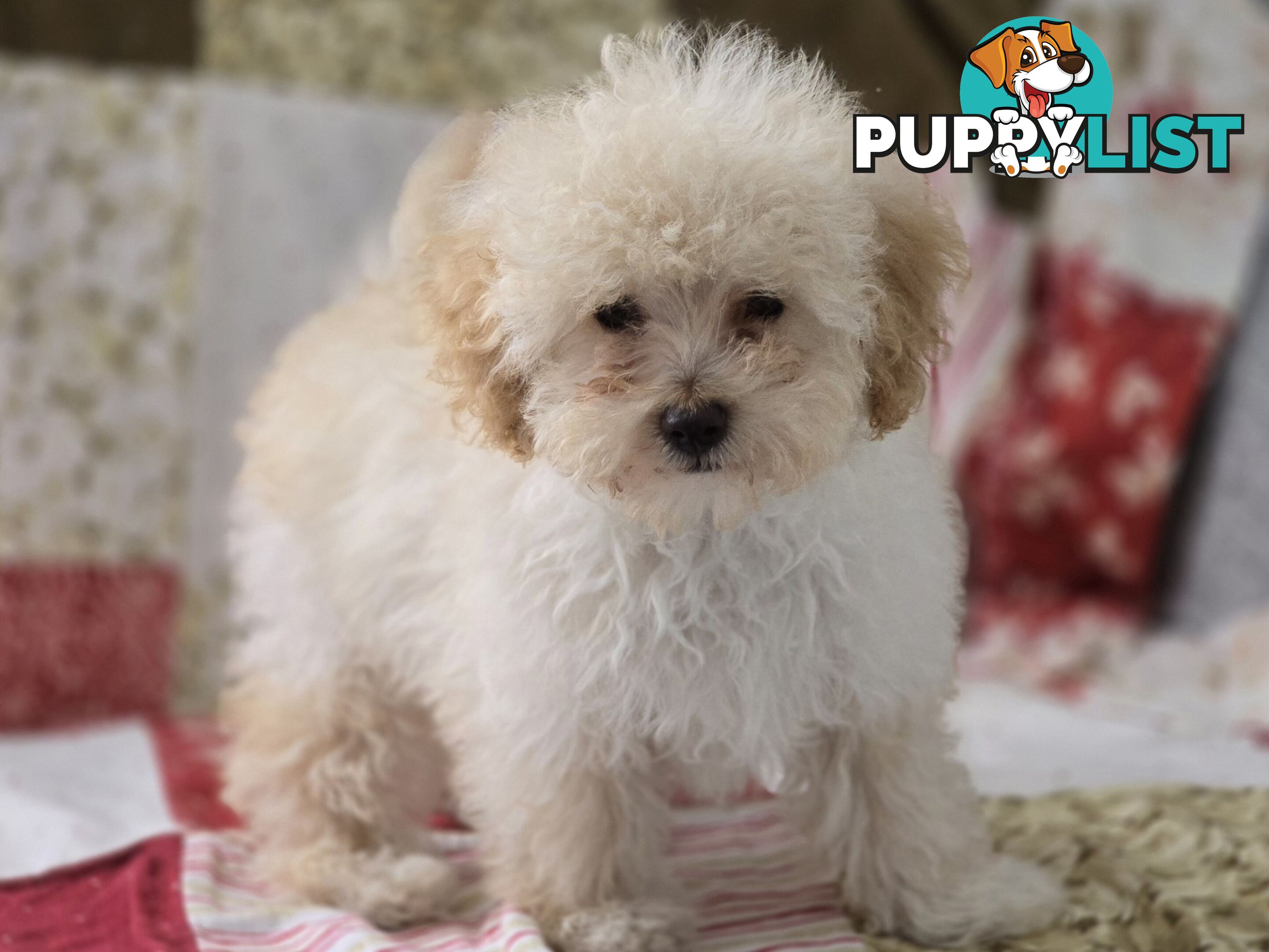 STUNNING MOODLE X TOY POODLE PUPPIES