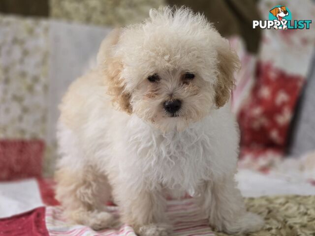 STUNNING MOODLE X TOY POODLE PUPPIES