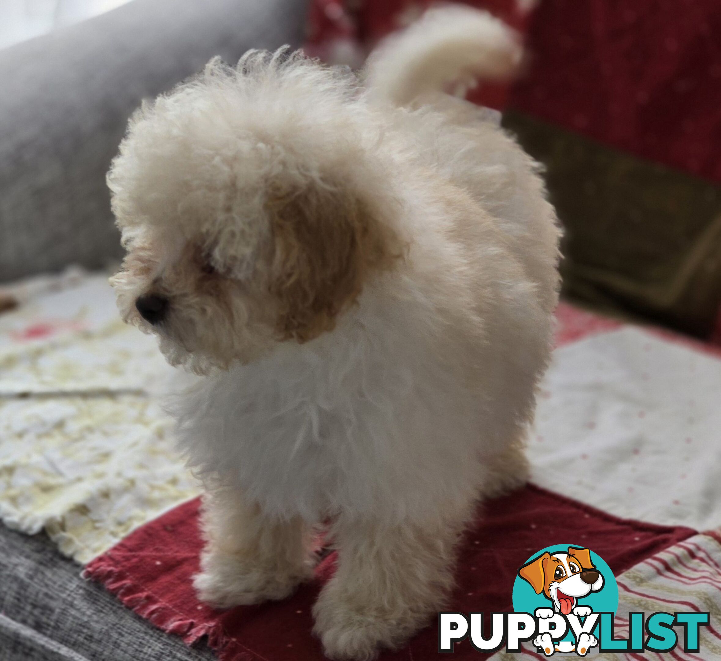 STUNNING MOODLE X TOY POODLE PUPPIES