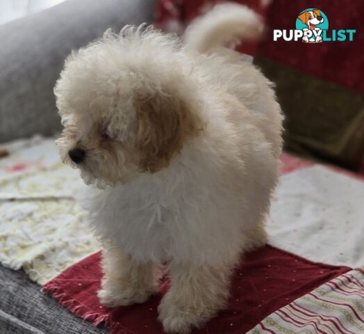 STUNNING MOODLE X TOY POODLE PUPPIES