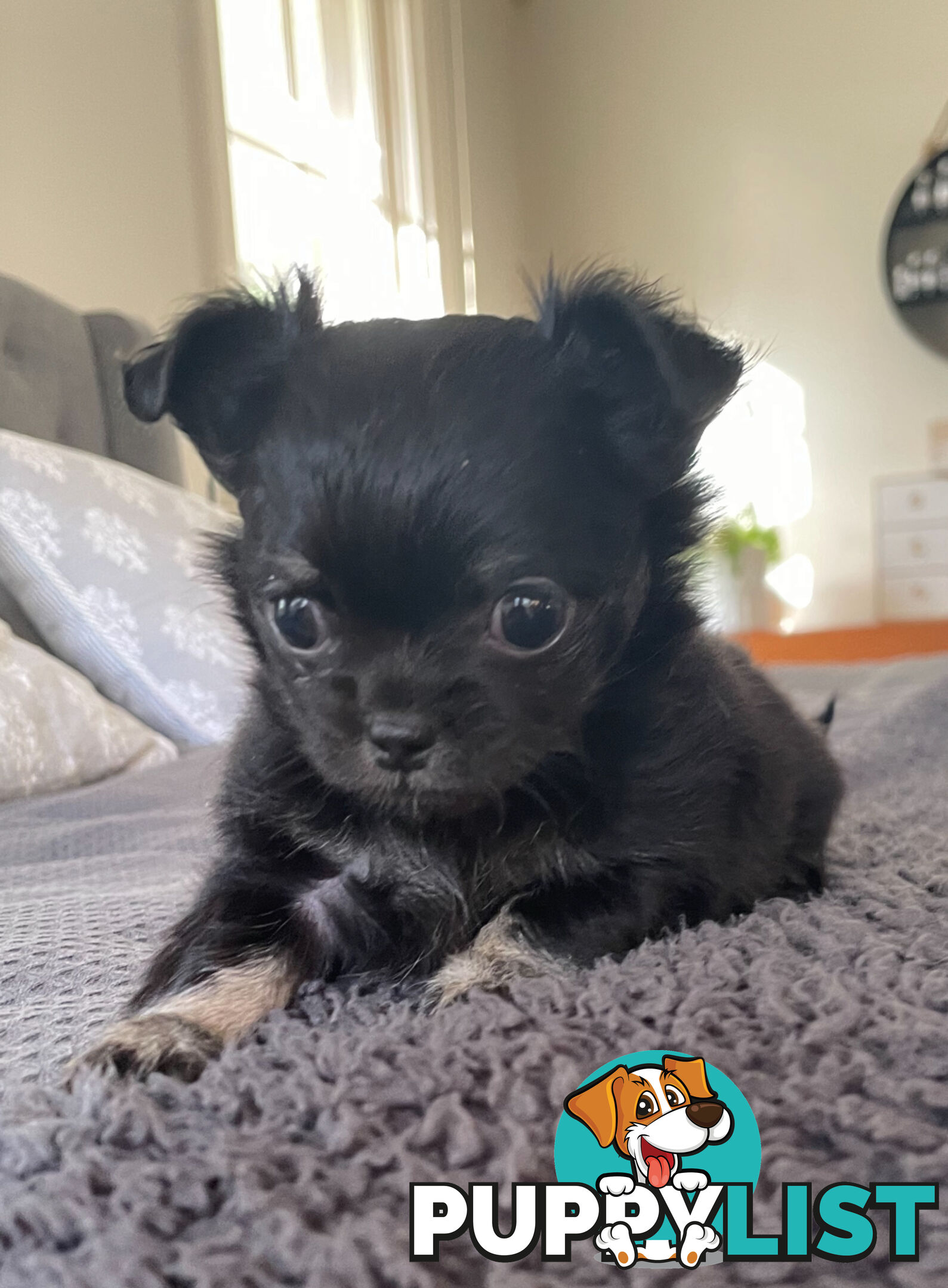 Purebred Chihuahua Pup