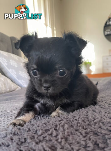 Purebred Chihuahua Pup