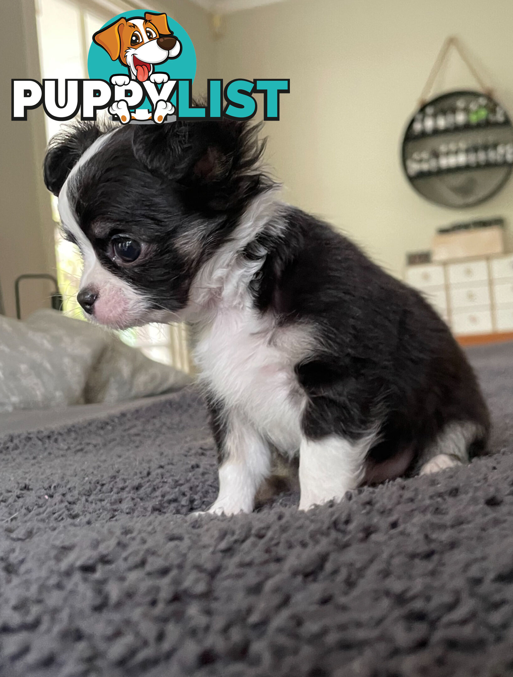 Purebred Chihuahua Pup