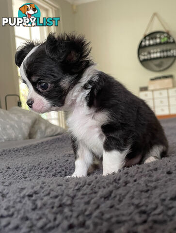 Purebred Chihuahua Pup