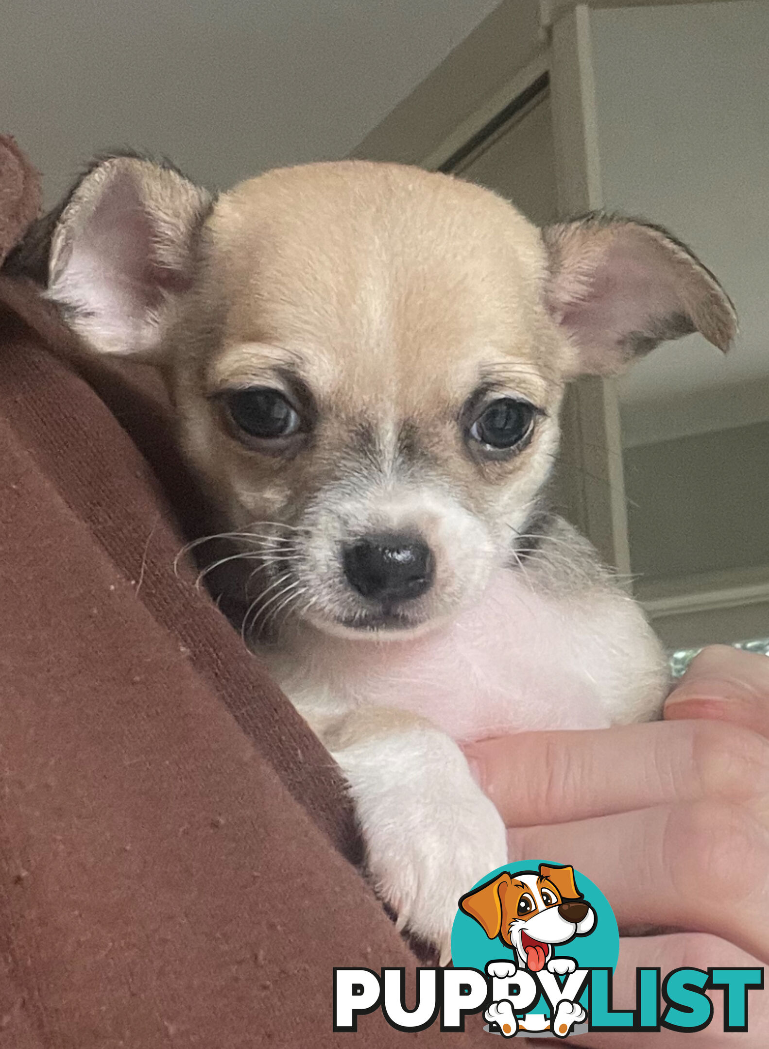 Purebred Chihuahua Pup
