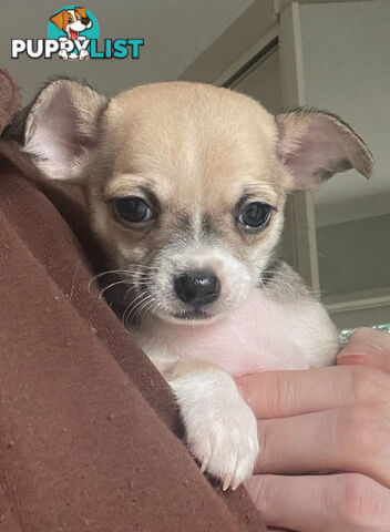 Purebred Chihuahua Pup