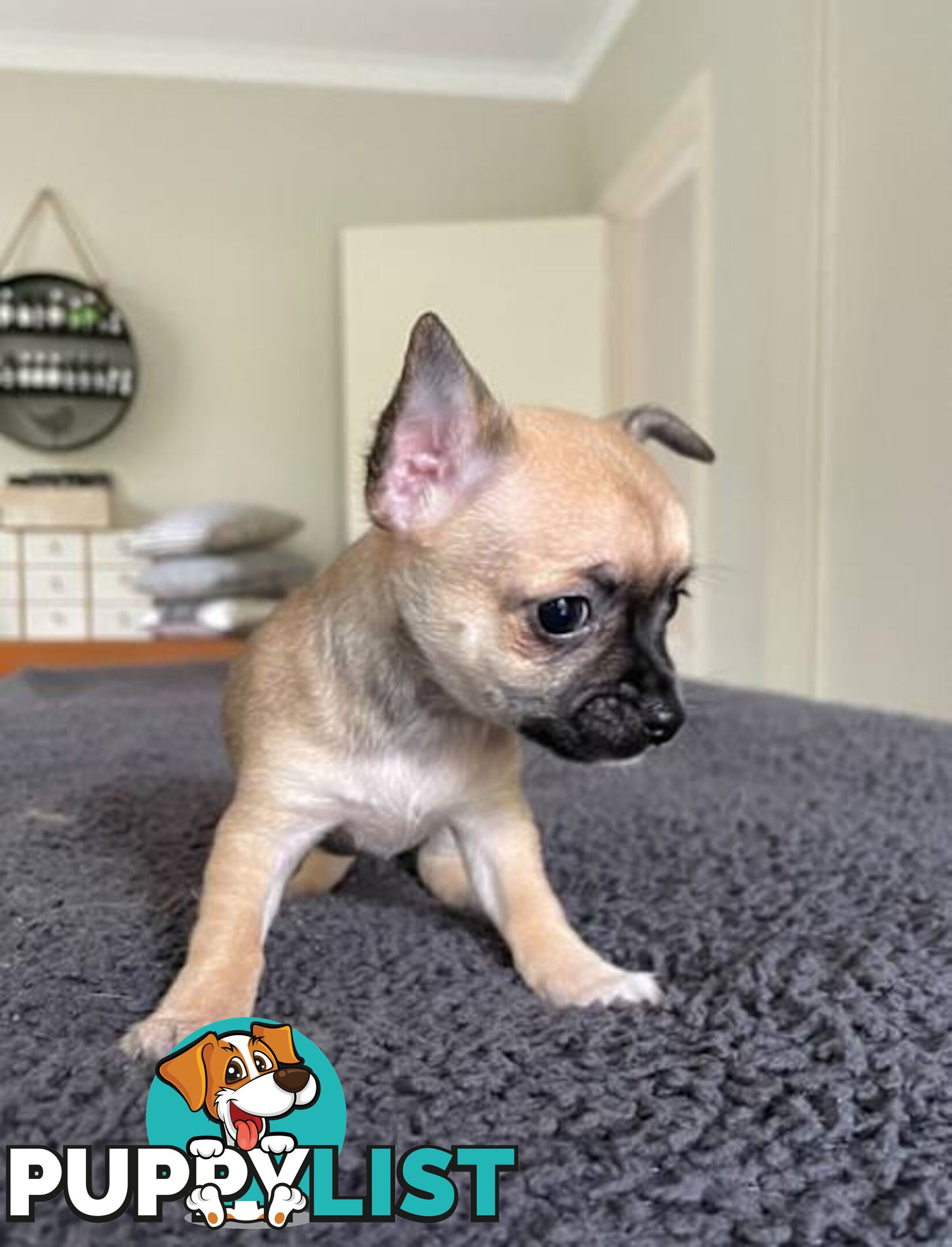 Purebred Chihuahua Pup