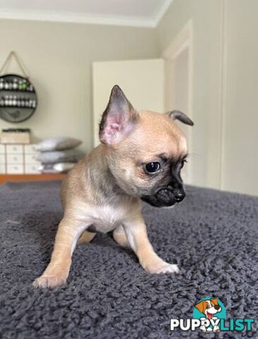 Purebred Chihuahua Pup