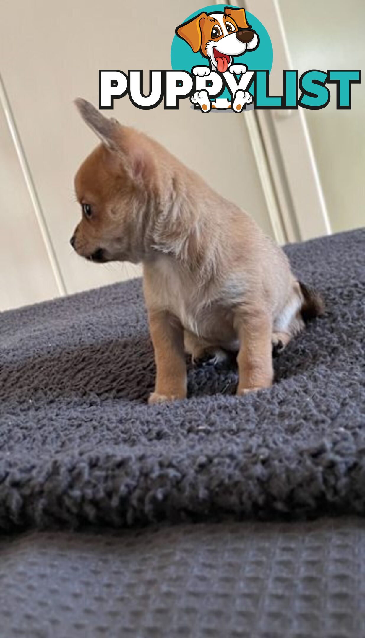 Purebred Chihuahua Pup