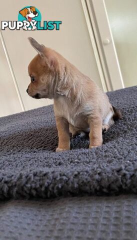 Purebred Chihuahua Pup