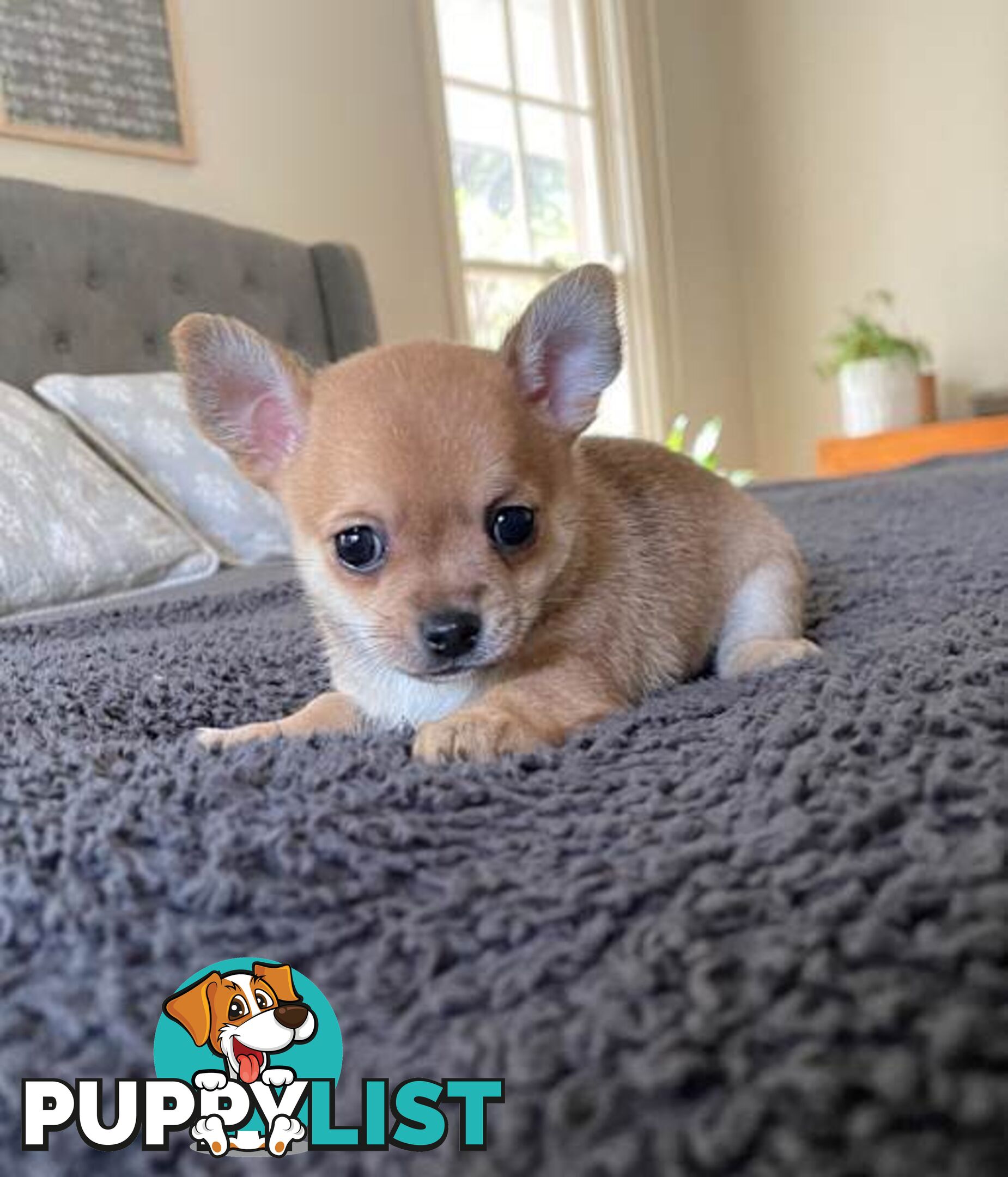 Purebred Chihuahua Pup