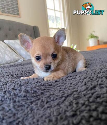 Purebred Chihuahua Pup