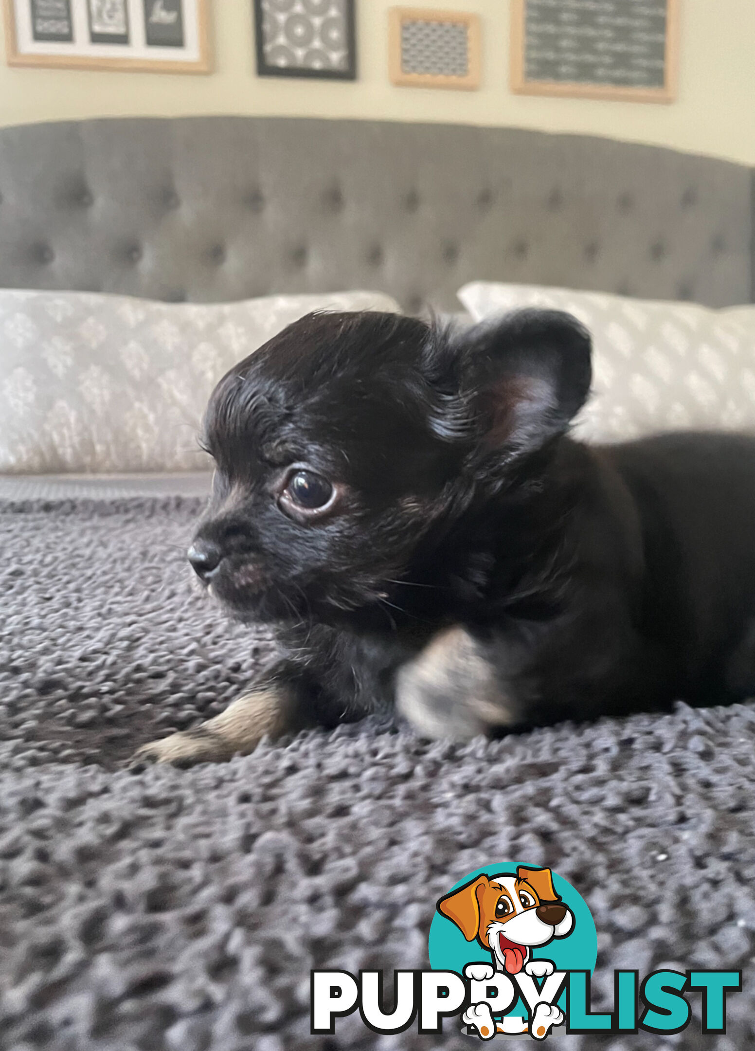 Purebred Chihuahua Pup