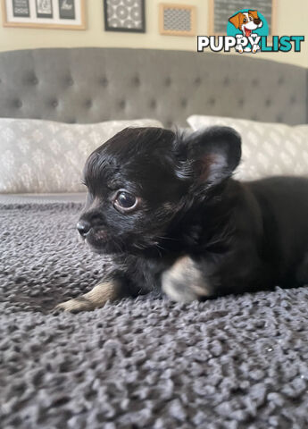 Purebred Chihuahua Pup