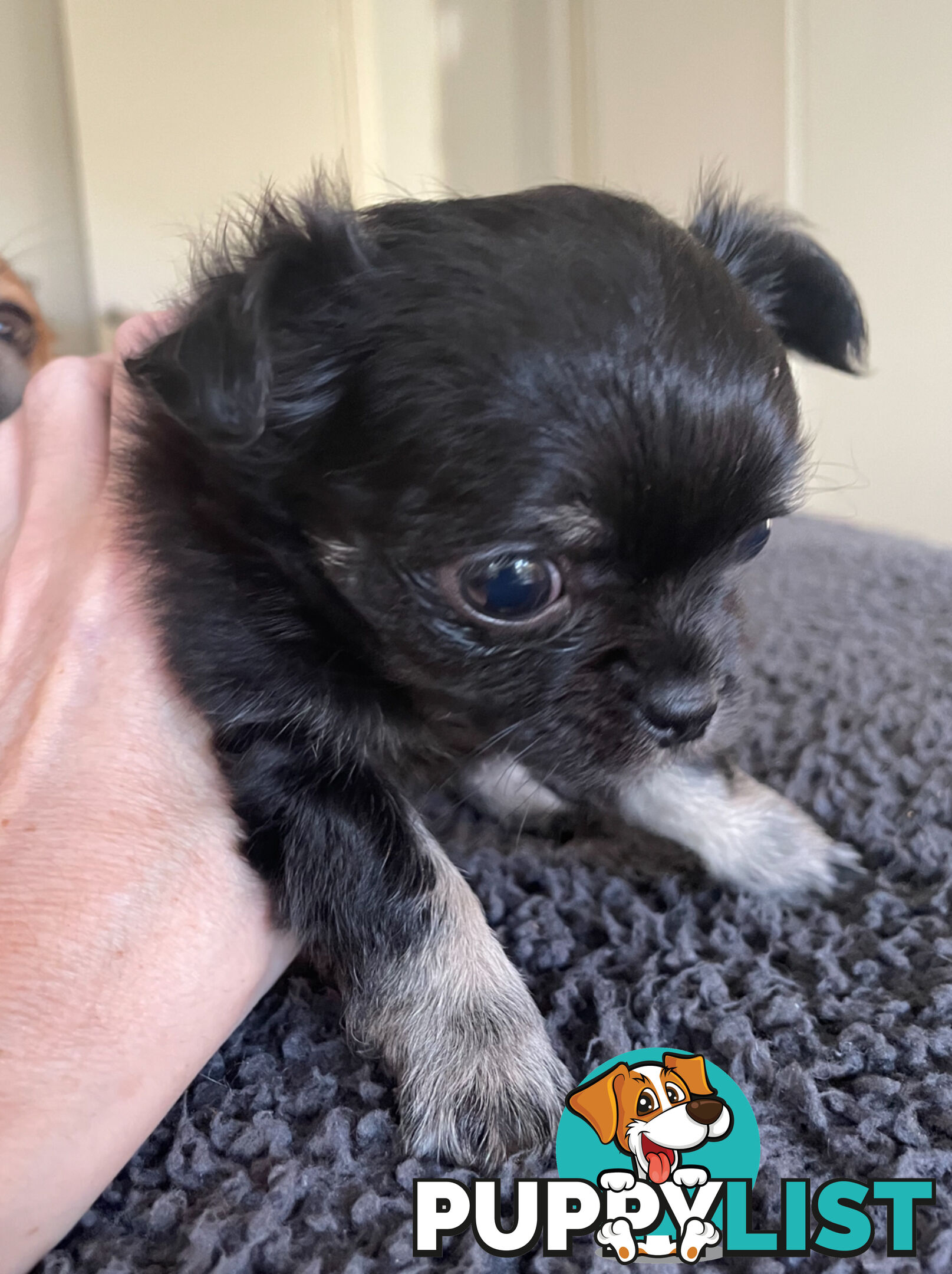 Purebred Chihuahua Pup