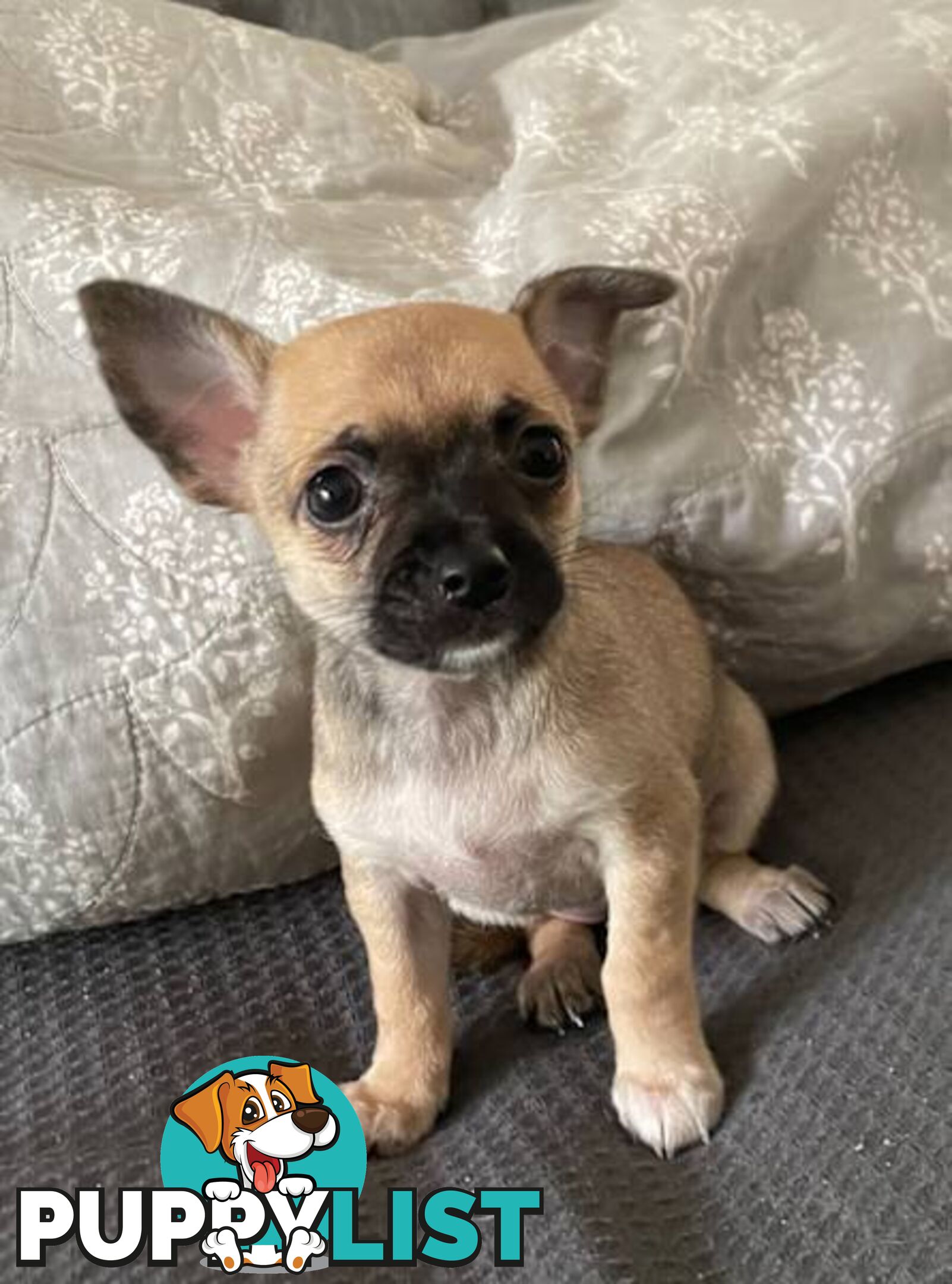 Purebred Chihuahua Pup