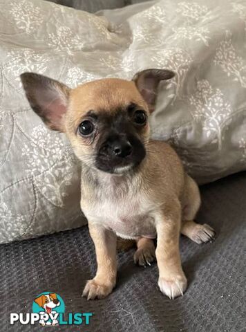 Purebred Chihuahua Pup