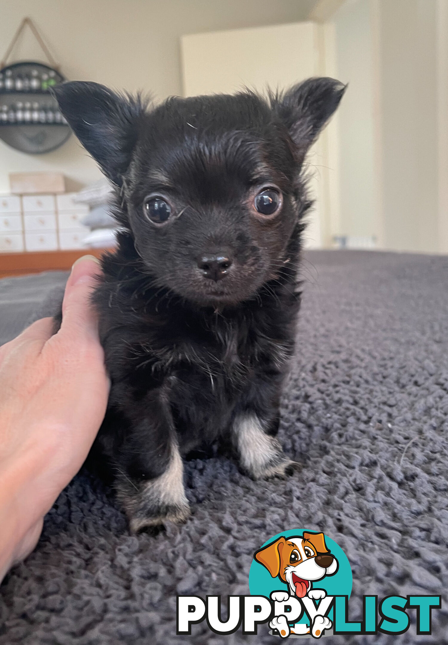 Purebred Chihuahua Pup