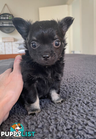 Purebred Chihuahua Pup